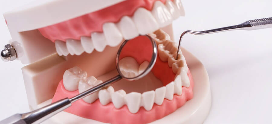 Anatomia da Boca e Dentes: você sabe a função de cada estrutura?