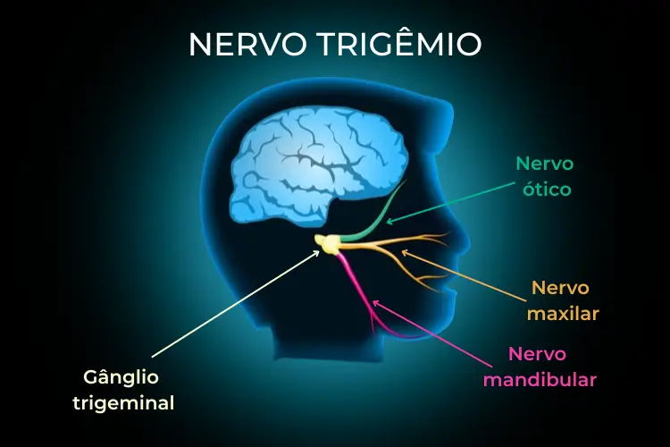 Ilustração do nervo trigêmeo e suas três ramificações no rosto humano
